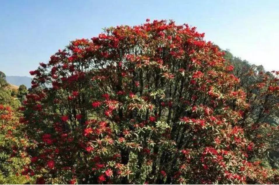 寻找失踪的学者为什么找不到,寻找消失的学者在哪