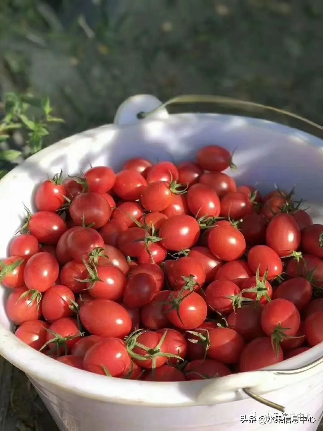 海南水果都有哪些品种图片及名称,海南水果上市时间表赶快收藏吧
