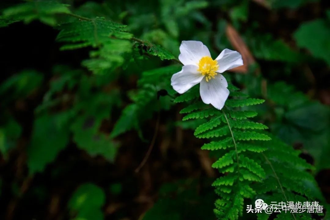 什邡蓥华大峡谷漂流还有什么玩的,九龙溪漂流和蓥华大峡谷漂流