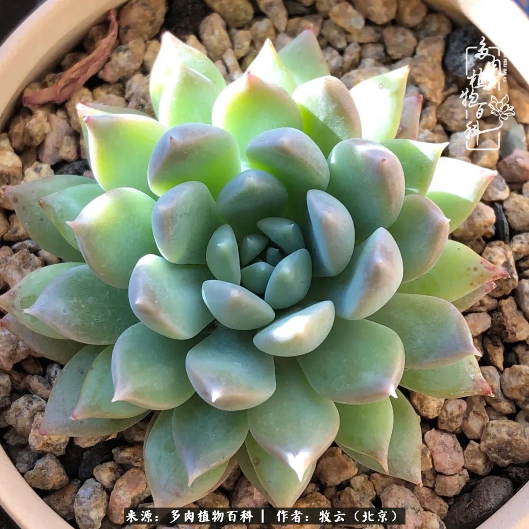 多肉植物生活,多肉生活充满诗意