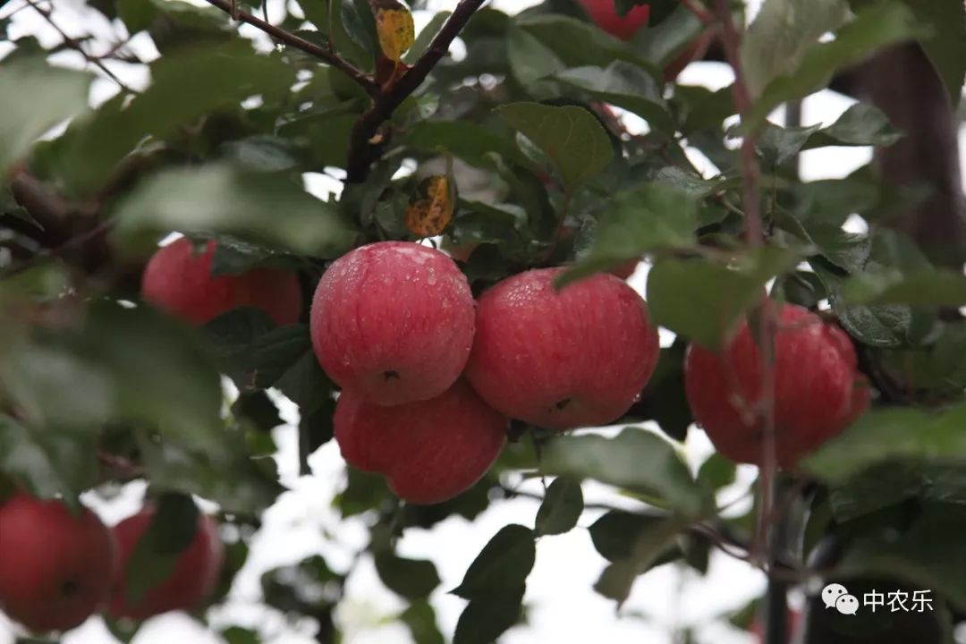 何巨才果园管理,何巨才作品