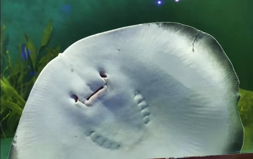 西安三大海洋馆哪个值得去,西安海洋馆哪个好一点