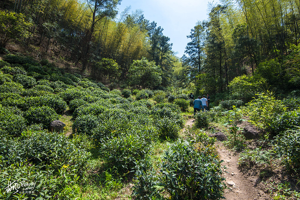 景德镇浮梁茶是什么茶,景德镇除了陶瓷还有什么比较出名