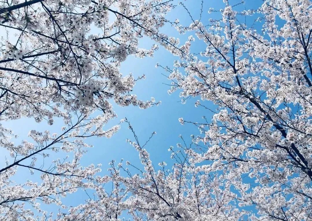 小众赏樱胜地,魔都赏樱旅游攻略