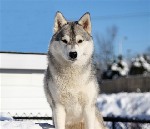名犬排行榜前十名图片,名犬排行榜