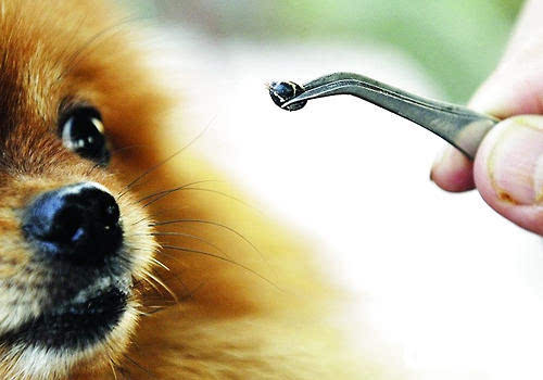 狗狗驱虫药蜱虫跳蚤虱子,蜱虫咬了狗狗是什么症状