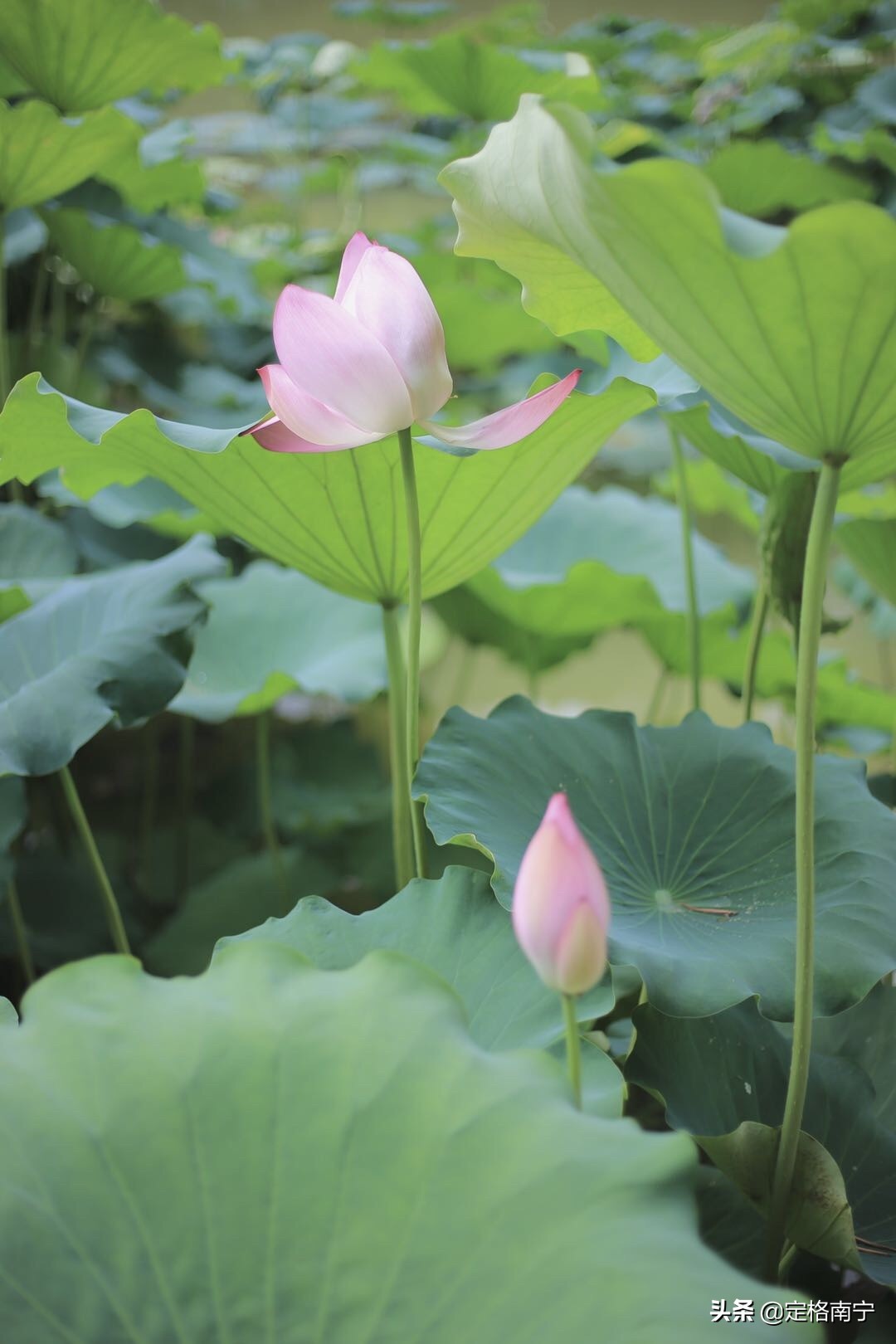 南宁狮山公园晚上开放时间,南宁狮山公园近期有什么玩