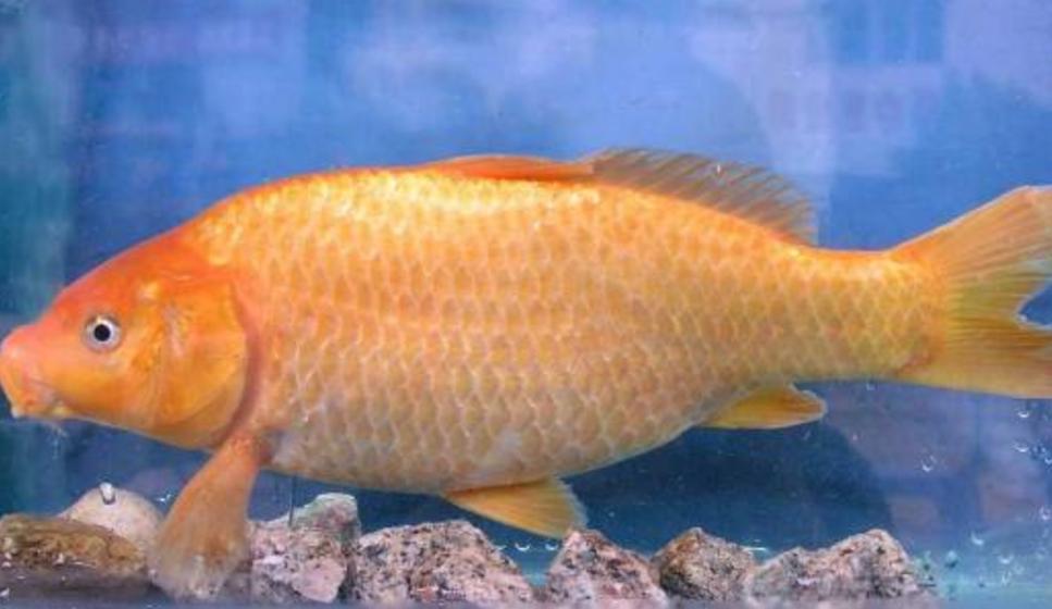 猫和老鼠一样优秀的动漫作品,猫和老鼠动漫各个角色图片