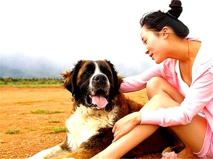 鐙楃嫍琚摬灞庡畼浜插惢鍚庣殑鍙嶅簲,鐙楃嫍浜蹭富浜烘槸鍦ㄨ〃杈剧埍鎰忓悧