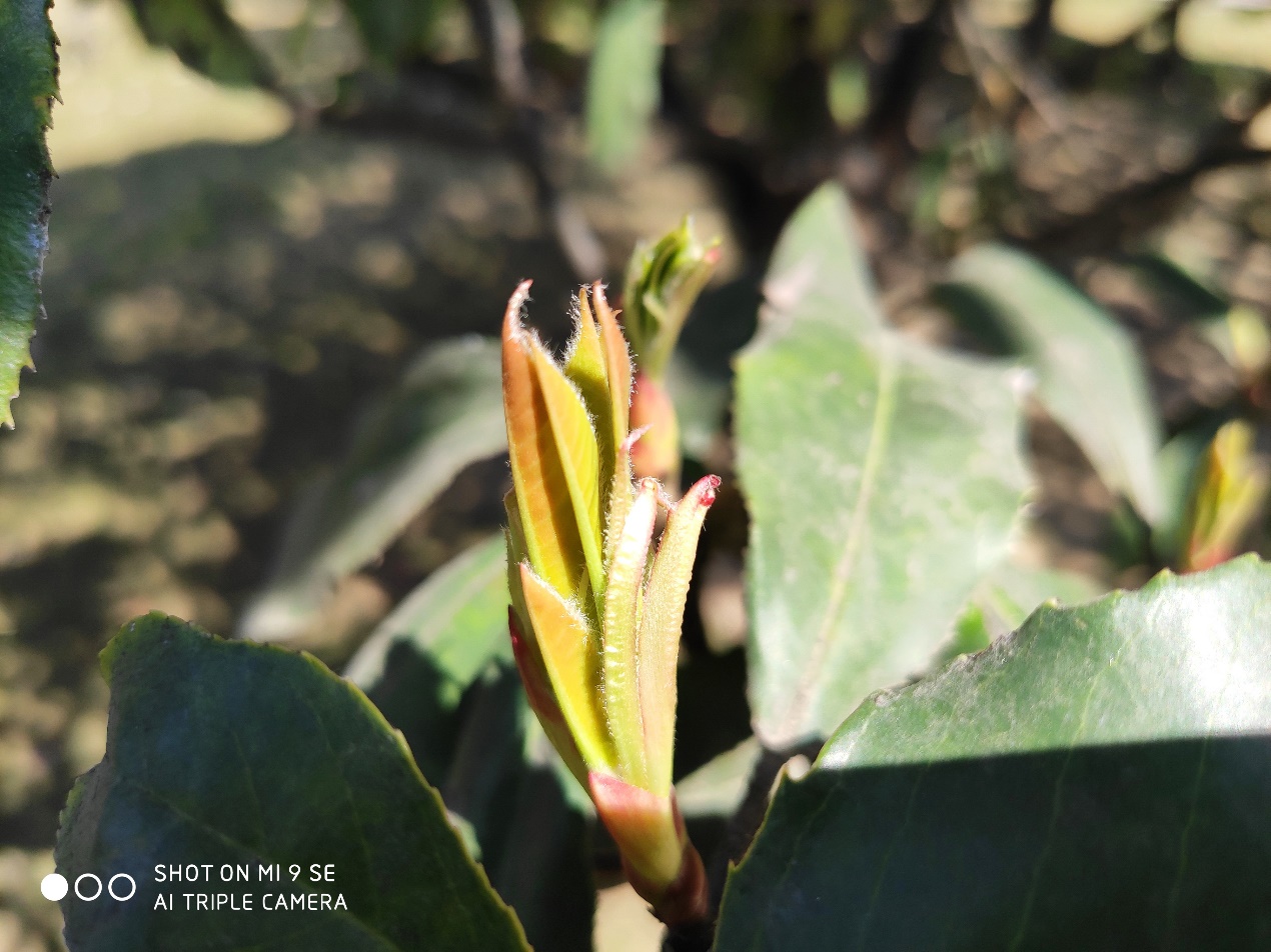 小米9se评测,小米9se真实评测