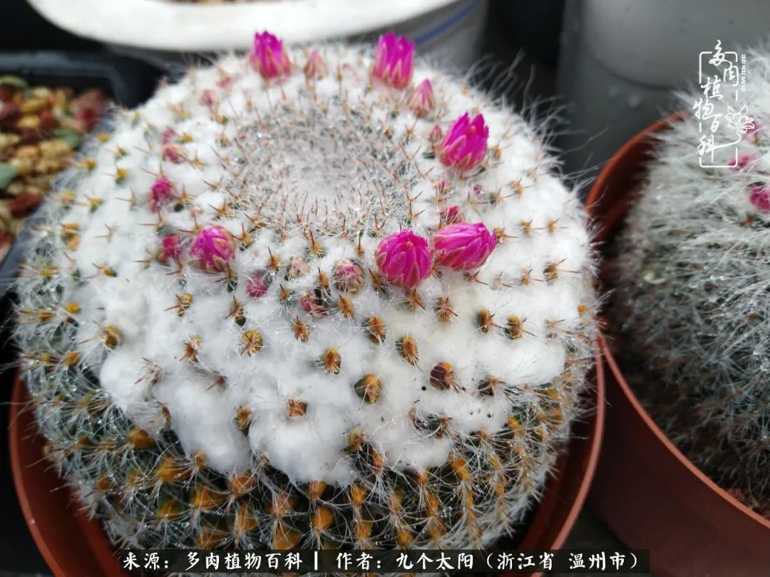 景天、球和龙舌兰，只要是多肉，都喜爱