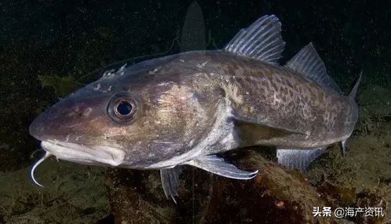 真鳕鱼科普,真鳕银鳕黑鳕鱼