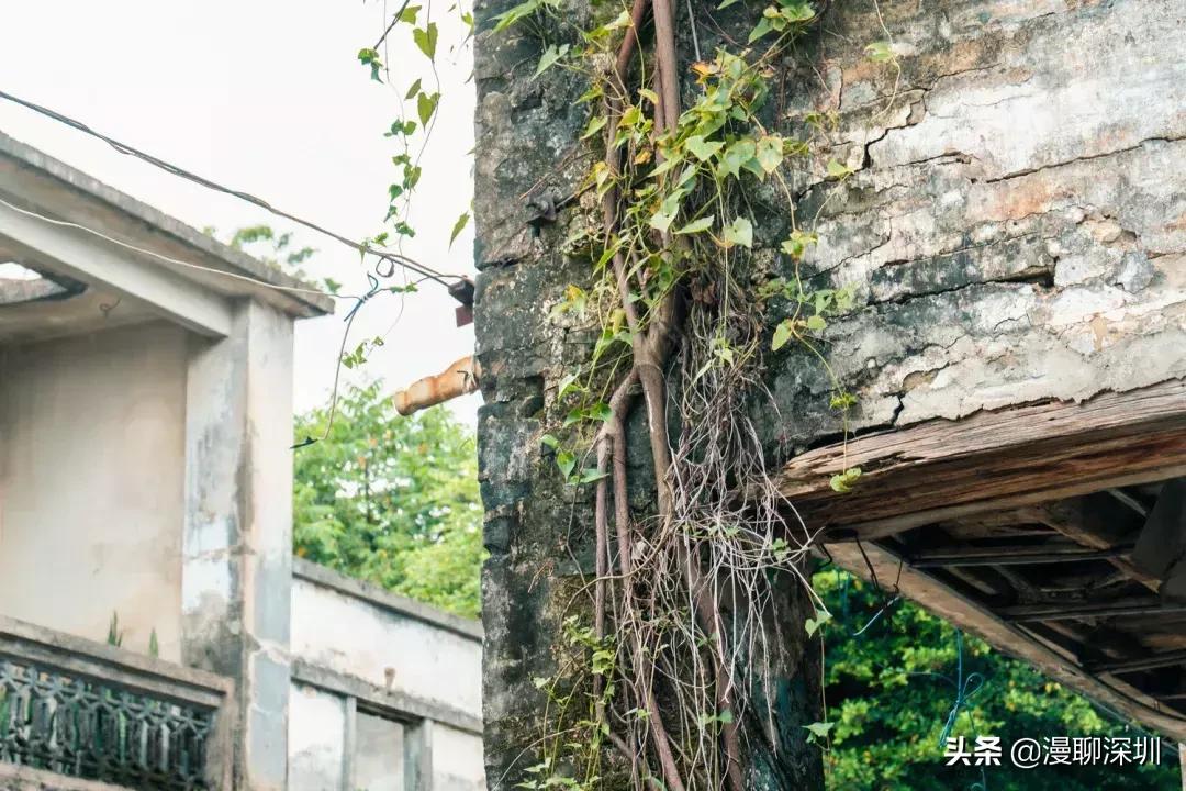 行走深圳歌曲,深圳观澜攻略