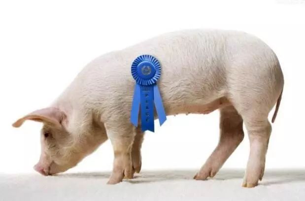 关于正邦集团的案例分析,正邦集团养猪知识