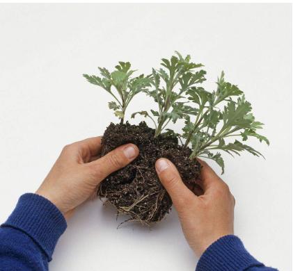 菊花怎么修剪能让叶子快速发芽,菊花冬季修剪完只剩老枝能活吗