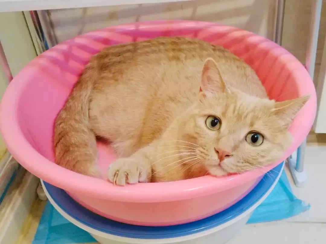 小佩猫窝布偶,小佩猫窝事件