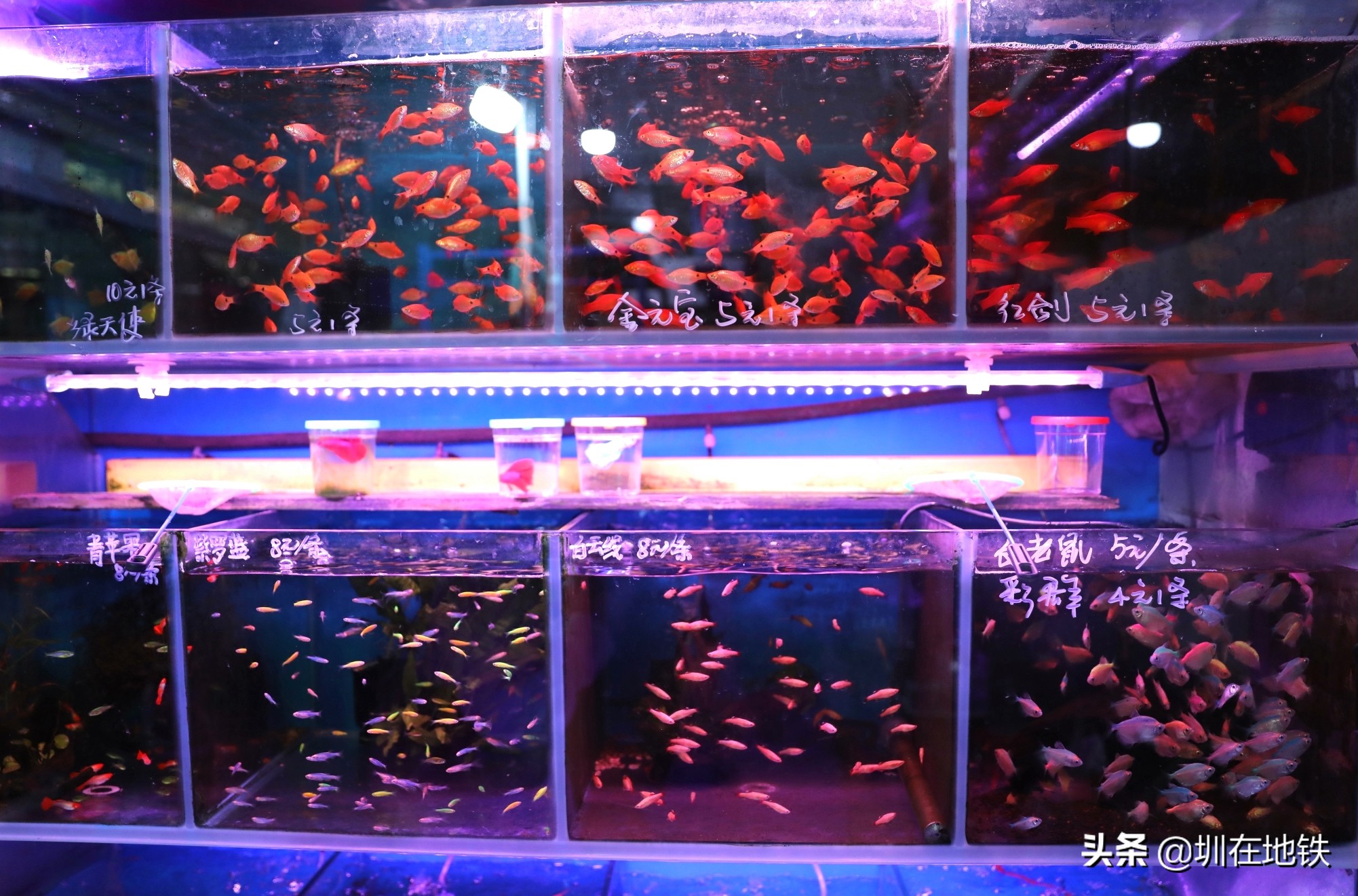 乘坐地铁到滘口花卉市场,从地铁到花卉市场