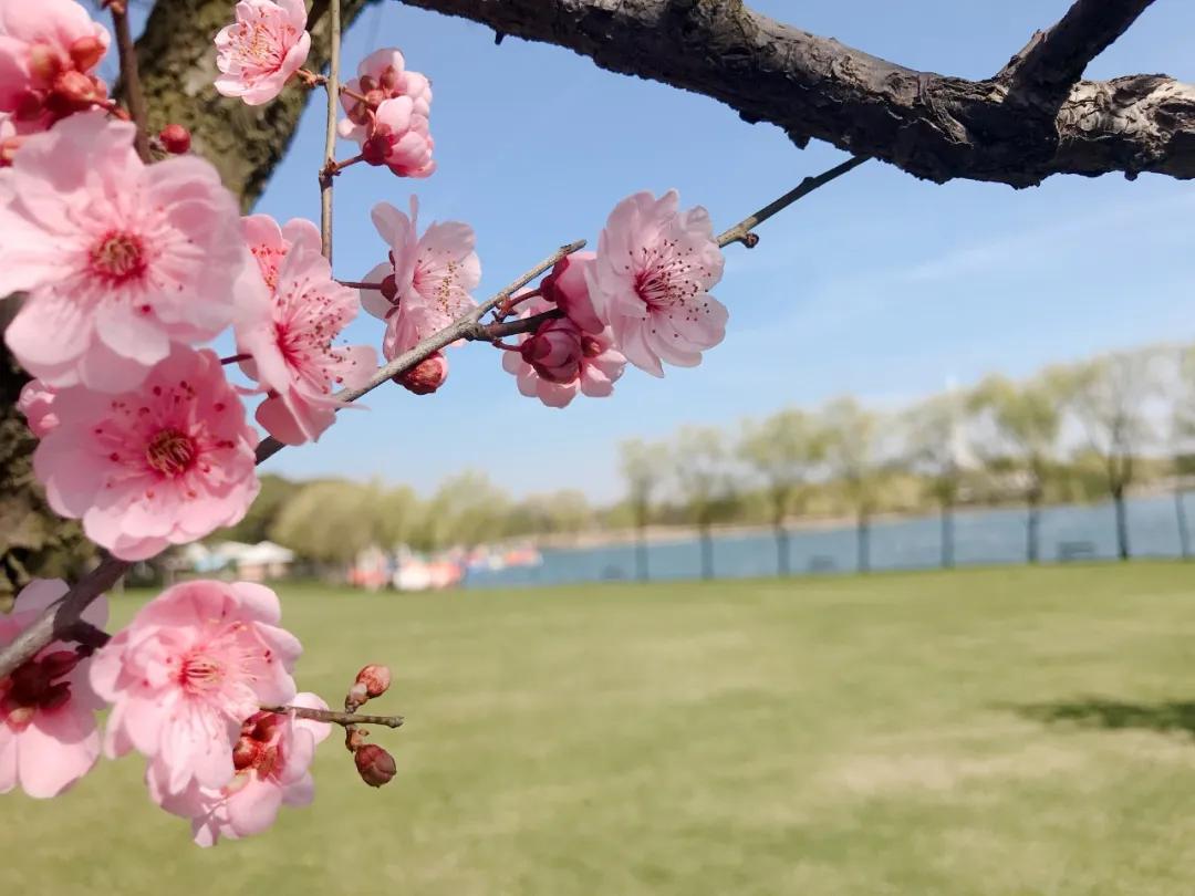 东方绿舟开放时间,东方绿舟重新开放消息