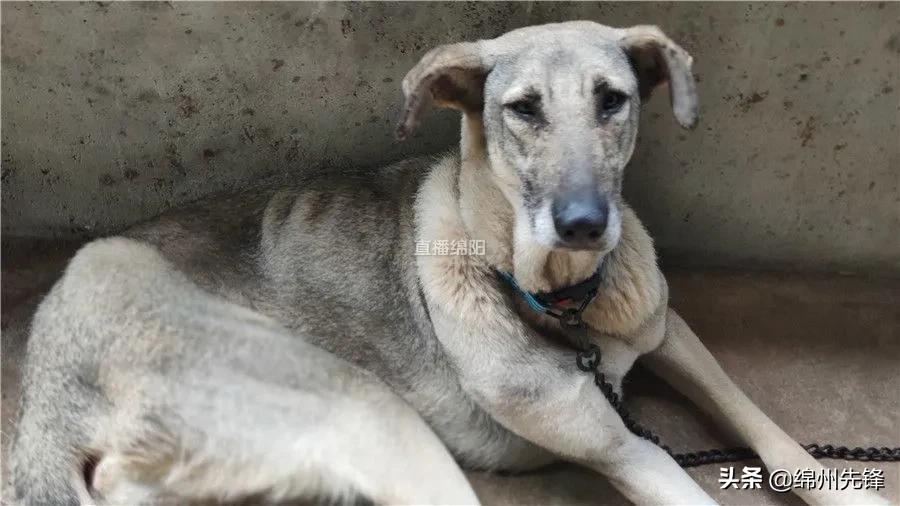 被救下的111条狗狗,一只金毛流浪狗被解救过程