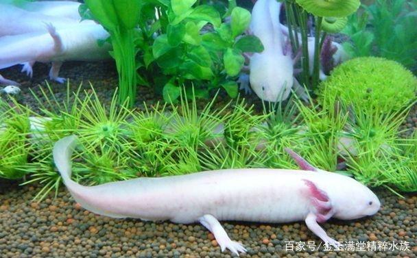 鱼缸最值得养的龙鱼,小毳