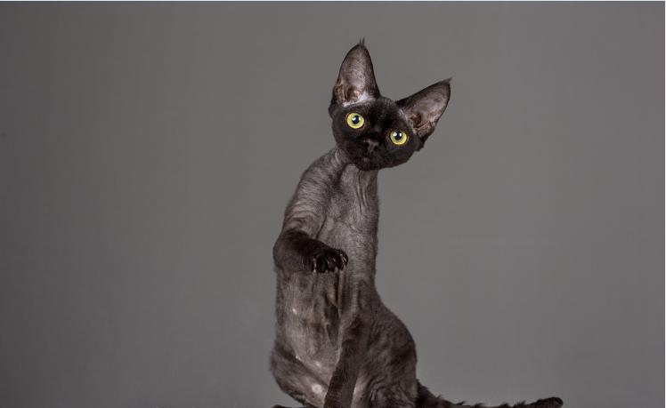 猫中边牧,德文卷毛猫头上有杂毛