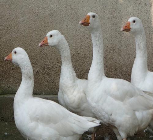 雏鹅感冒了怎么急救,雏鹅张嘴呼吸怎样治疗