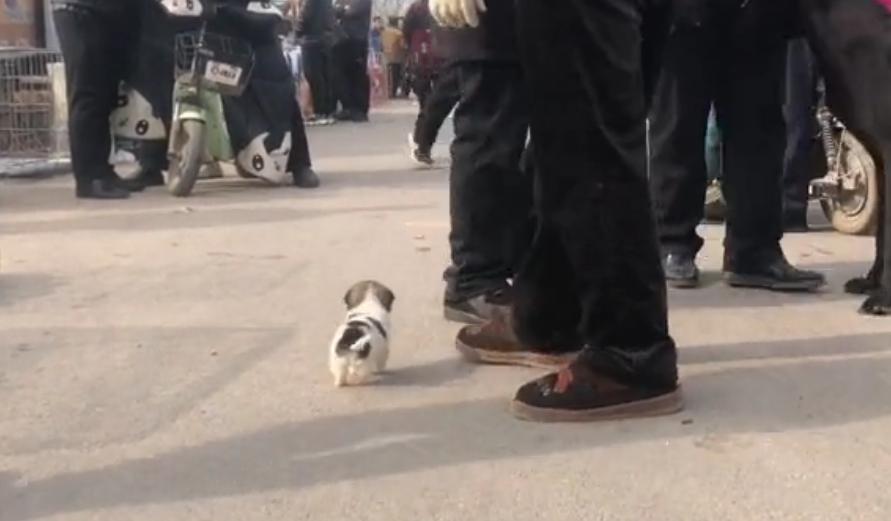 吉娃娃犬生小狗,吉娃娃犬刚生下来是什么样子