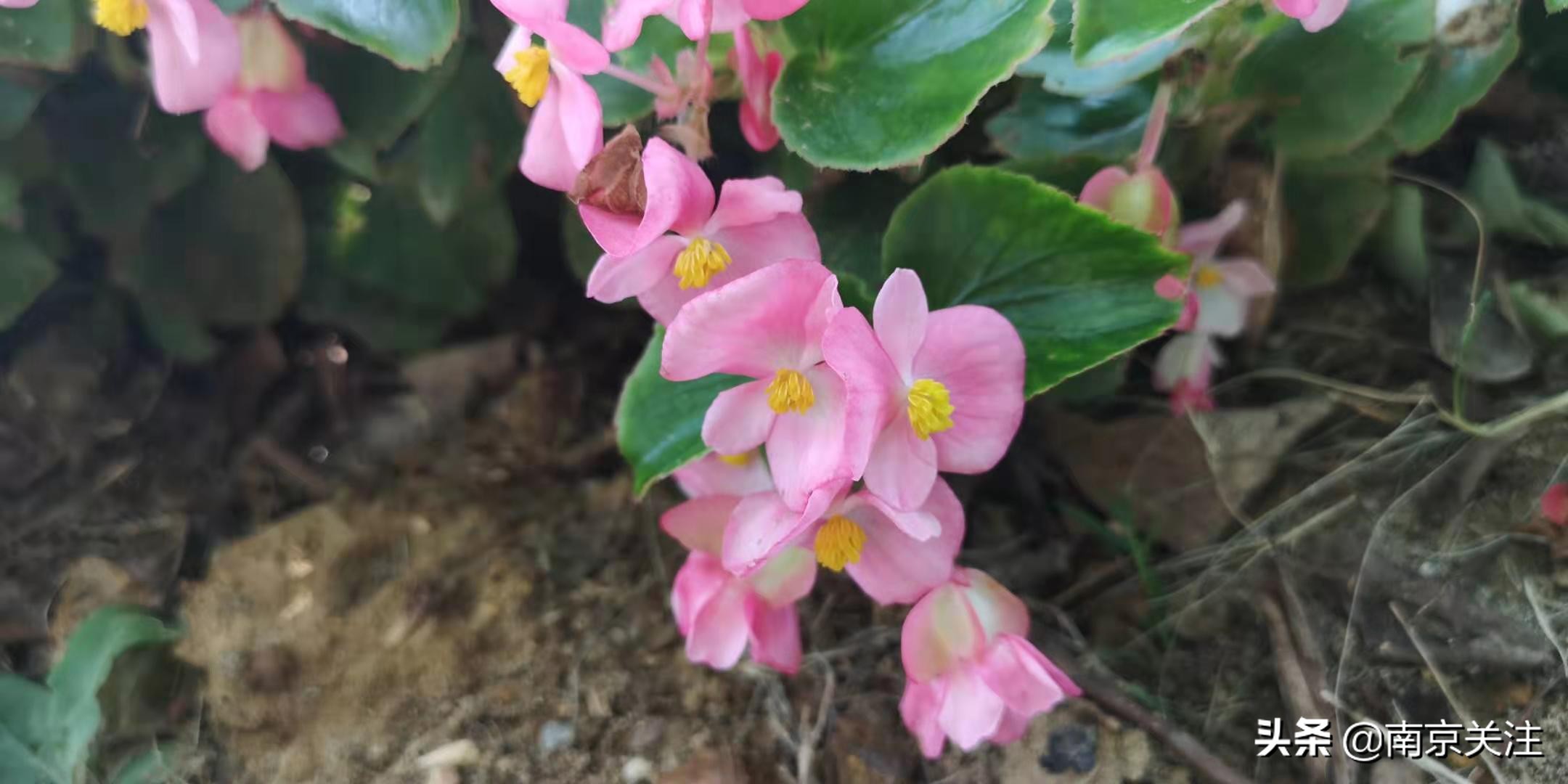 南京五一必打卡花海推荐,南京秋季网红打卡景点