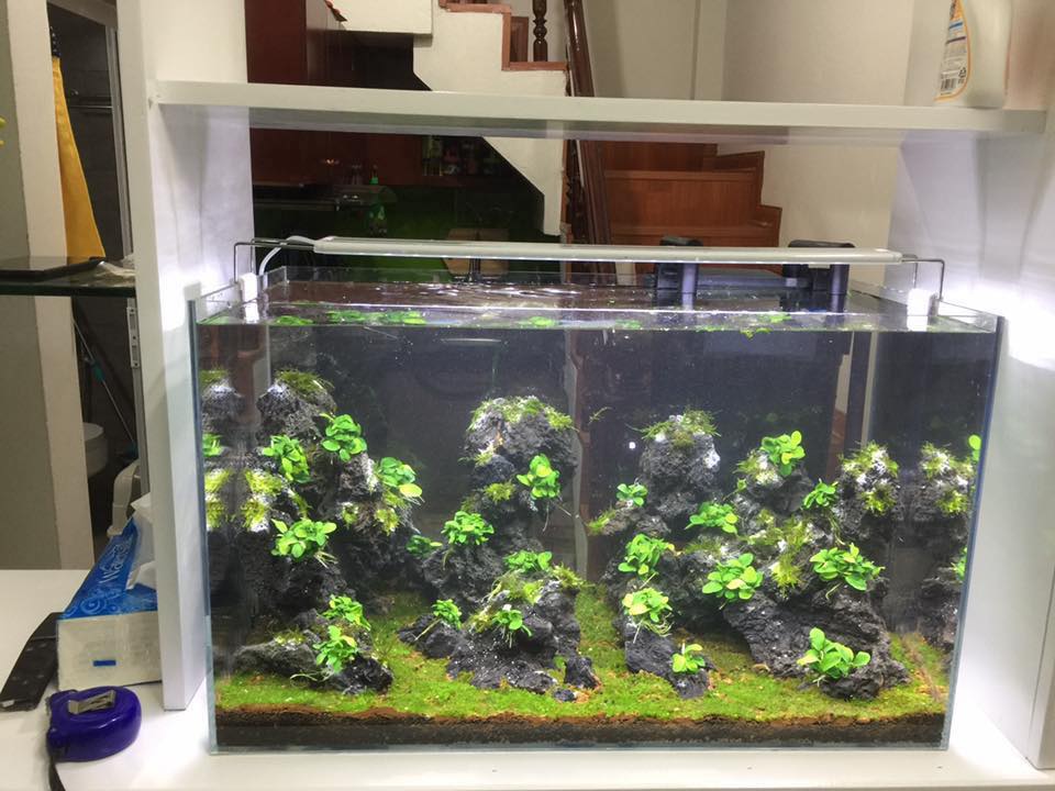 草缸水族店效果图,越南草缸