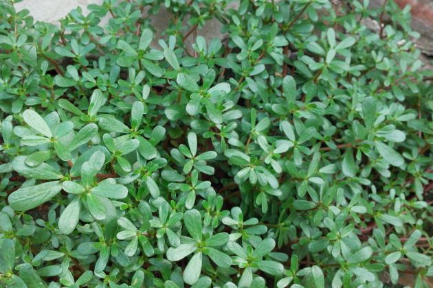 农村常见野菜马齿苋,马齿苋是最养人的野菜