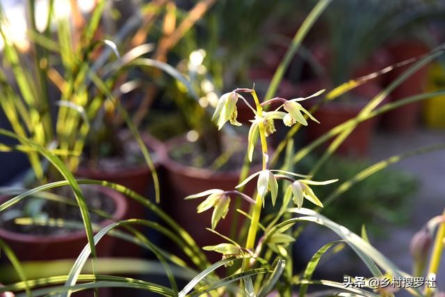 梅花和牡丹哪一个适合当作国花,梅花牡丹哪个作为国花