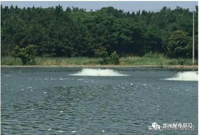 加州鲈鱼养殖温度,加州鲈气温