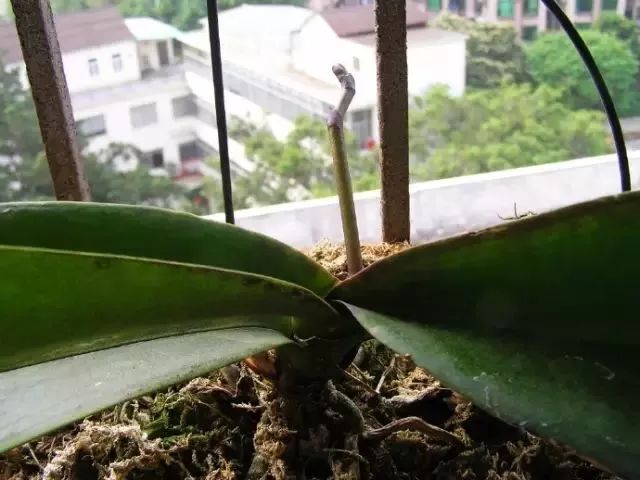 蝴蝶兰花凋谢了还能重新打理吗,蝴蝶兰花掉了怎么护理