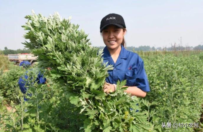 2024农村创业种植什么前景好,农民创业适合种什么