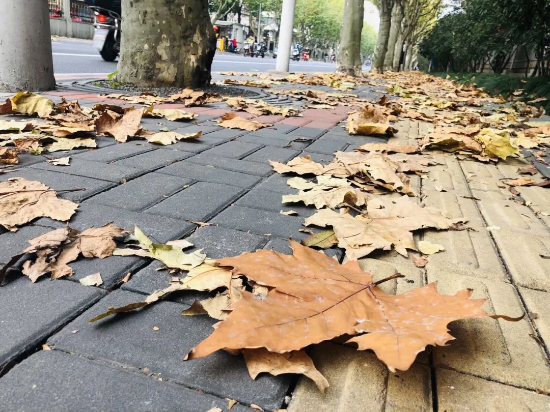 深秋回暖，安排！沪上各区的深秋美景，你准备好打卡了吗？