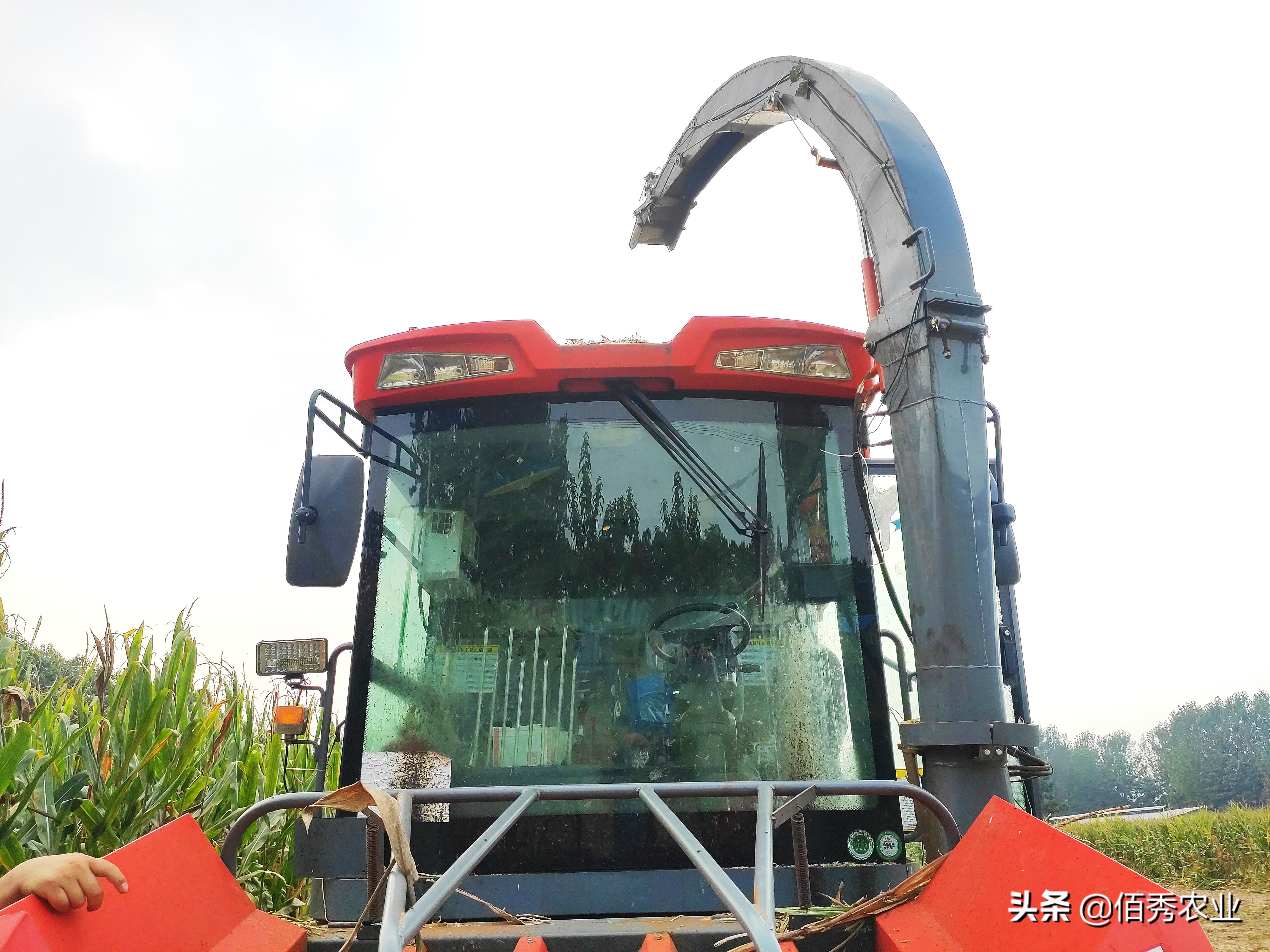 想致富搞养殖养羊好还是养牛好,养羊和养牛哪个更赚钱前途好