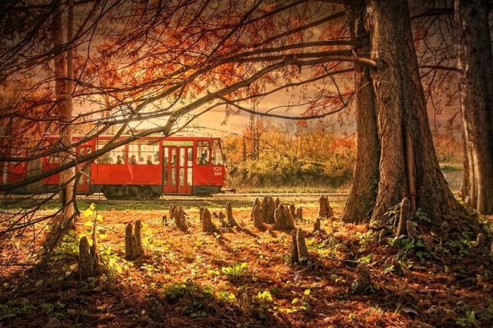 那些美到窒息的场景,那些美到让人窒息花海