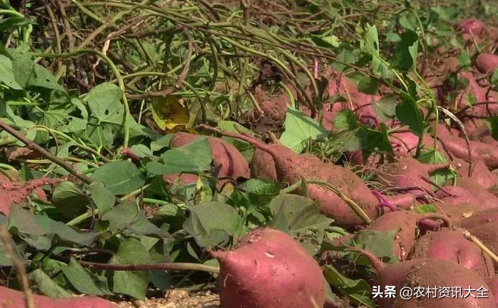 2020年，农民种植的4个新风向，低成本风险低收益高，大家可参考