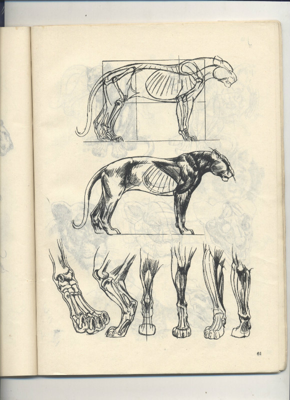 一百幅动物素描,近百幅动物画
