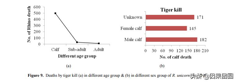 老虎杀犀牛全过程,老虎猎杀犀牛过程