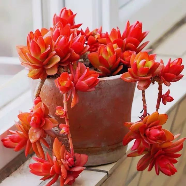 八种好看又好养的多肉，看看你家养了几种？