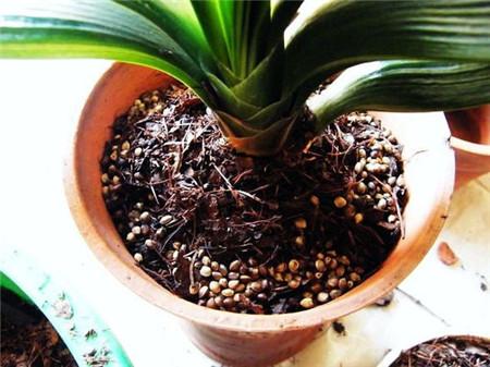 养花粪肥味道太大怎么办,室内养花用有机肥