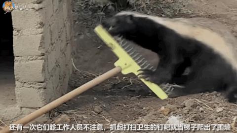 非洲大地最狂动物，动物园里连狮子毒蛇都有，偏偏没有它平头哥