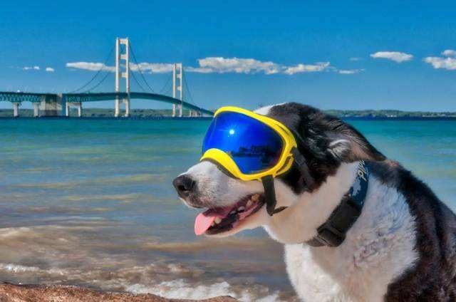 浜洪笩澶ф垬璋佽兘鎵撹耽,浜洪笩鎴樹簤