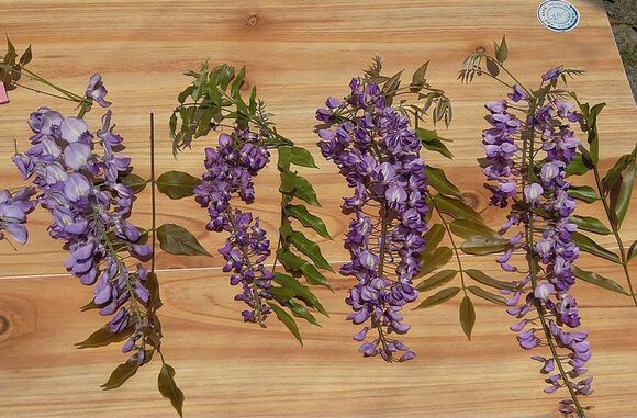 紫藤中最有名的品种叫什么名字,非常好种不需要太阳的紫藤品种