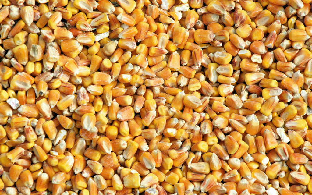 酿酒酵母是什么东西,酿酒酵母在养殖过程中的作用