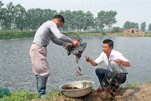 小龙虾的养殖技术和病害,小龙虾养殖相关资讯