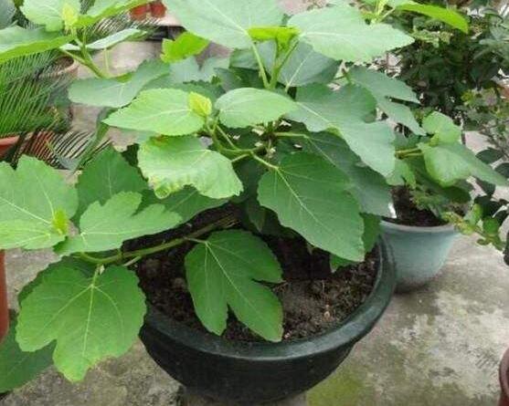 盆栽无花果树怎么养才能长得好,盆栽无花果的养殖方法和注意事项