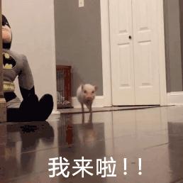 澳门暴走旅行,在澳门暴走一万步