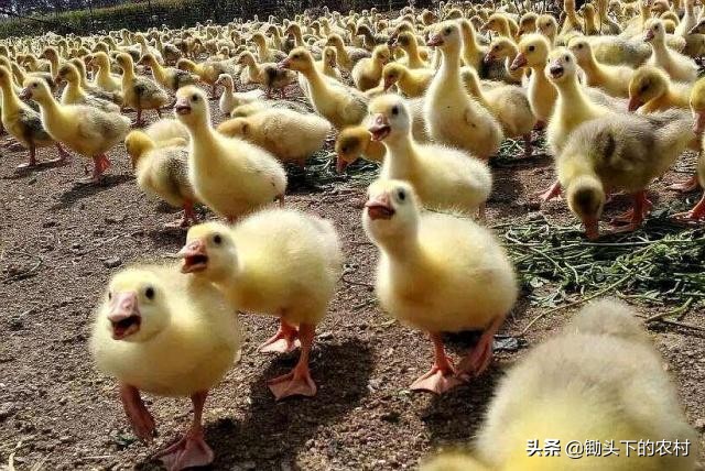 刚孵出来小鹅怎么养详细教程,养鹅孵化场地怎么建设